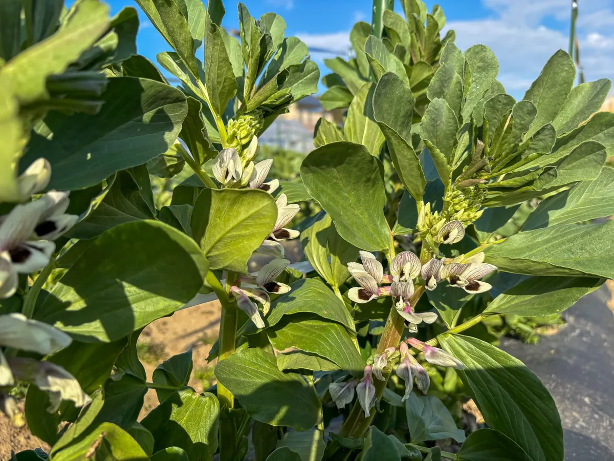 自家畑の天豆の花