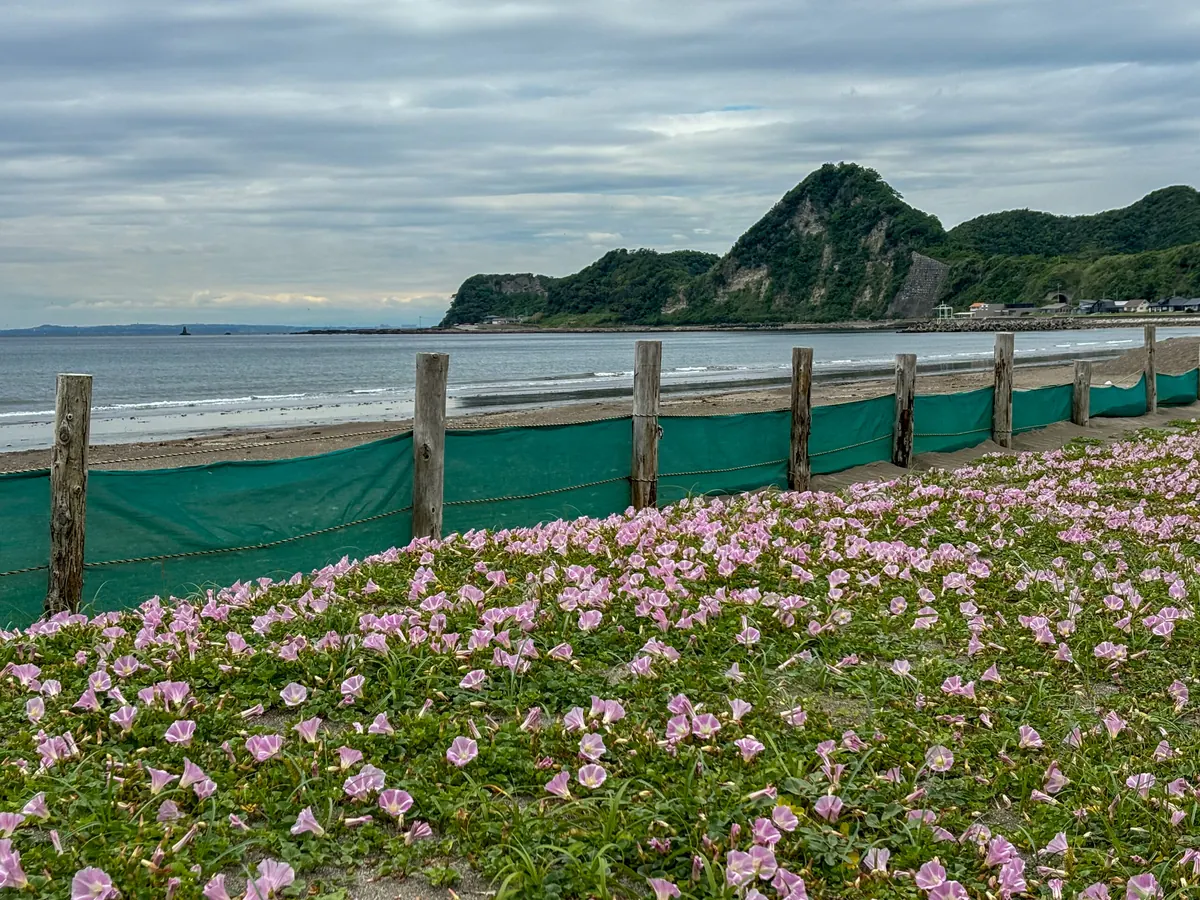 浜昼顔の群生