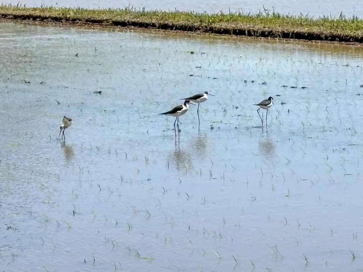 田植え後の訪鳥 セイタカシギ