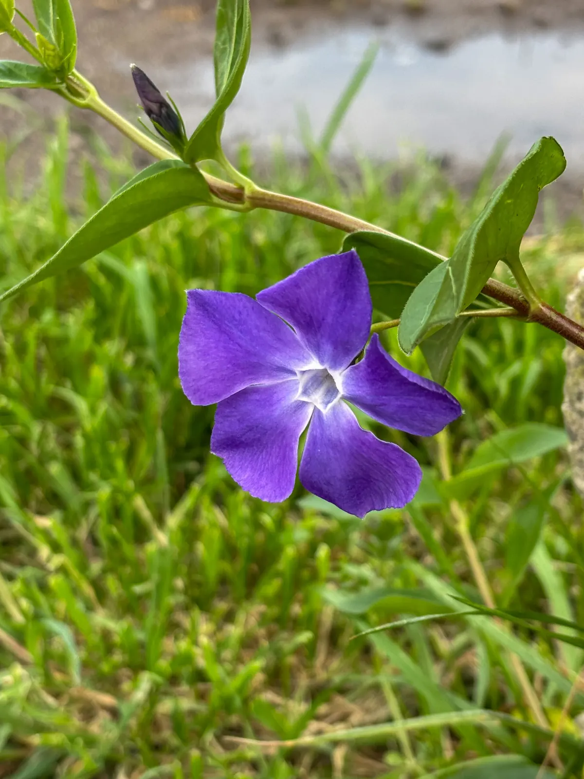 道端の花