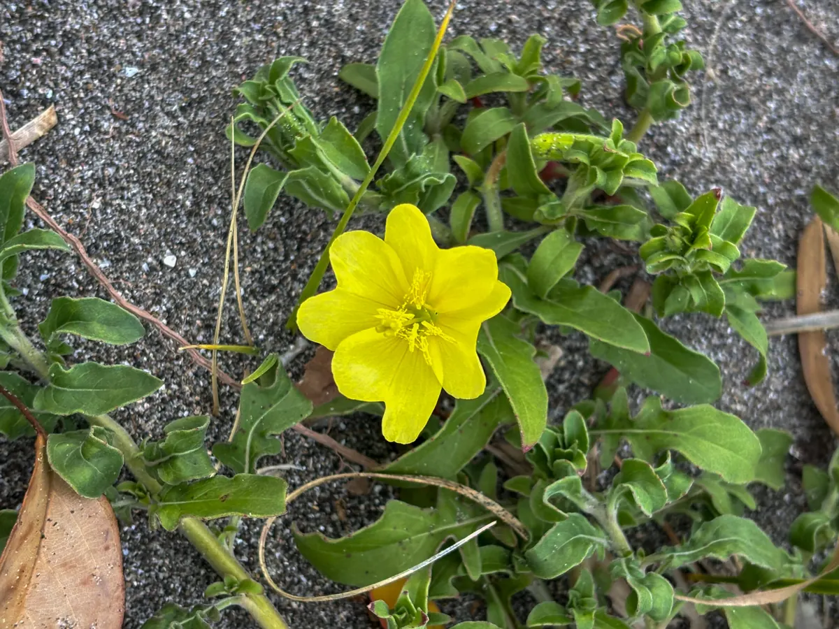 大待宵草