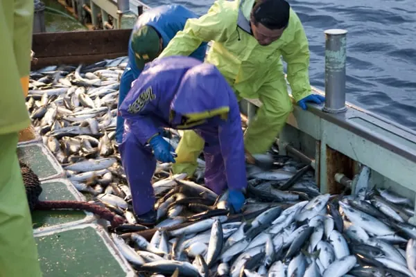 荷揚げ見学